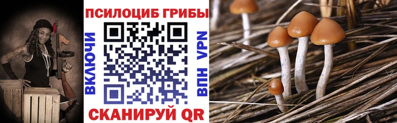 Псилоцибиновые грибы Psilocybe  Кингисепп 